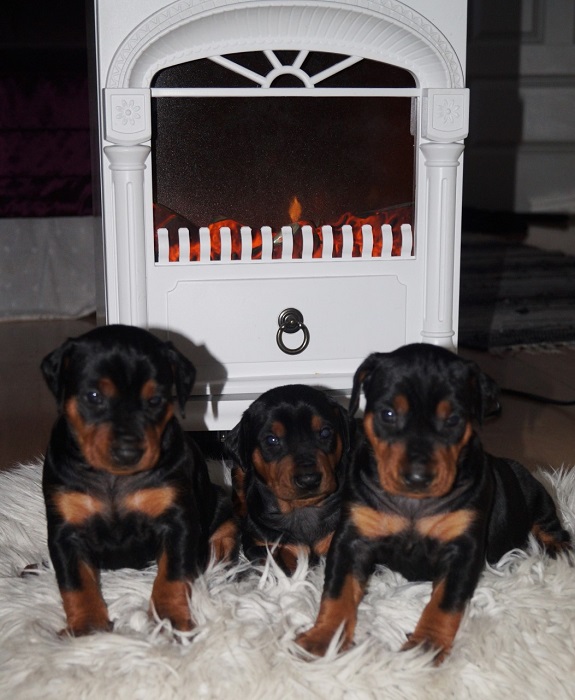 Pinscher * Xélanc Beauty B kull 4 veckor